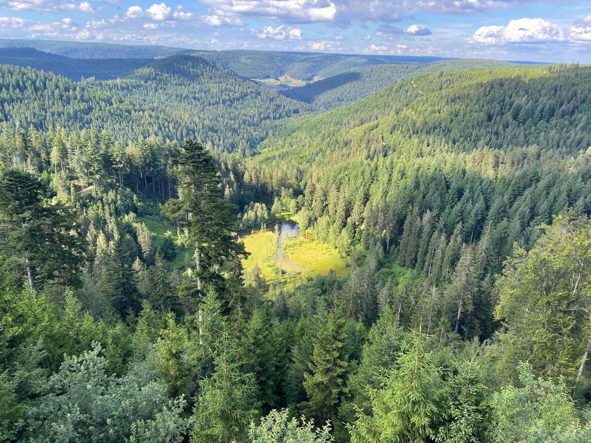 Casa Black Forest - Freudenstadt Kniebis Eksteriør billede