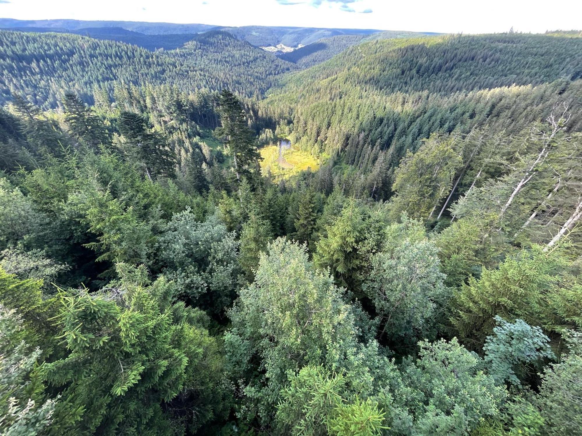 Casa Black Forest - Freudenstadt Kniebis Eksteriør billede